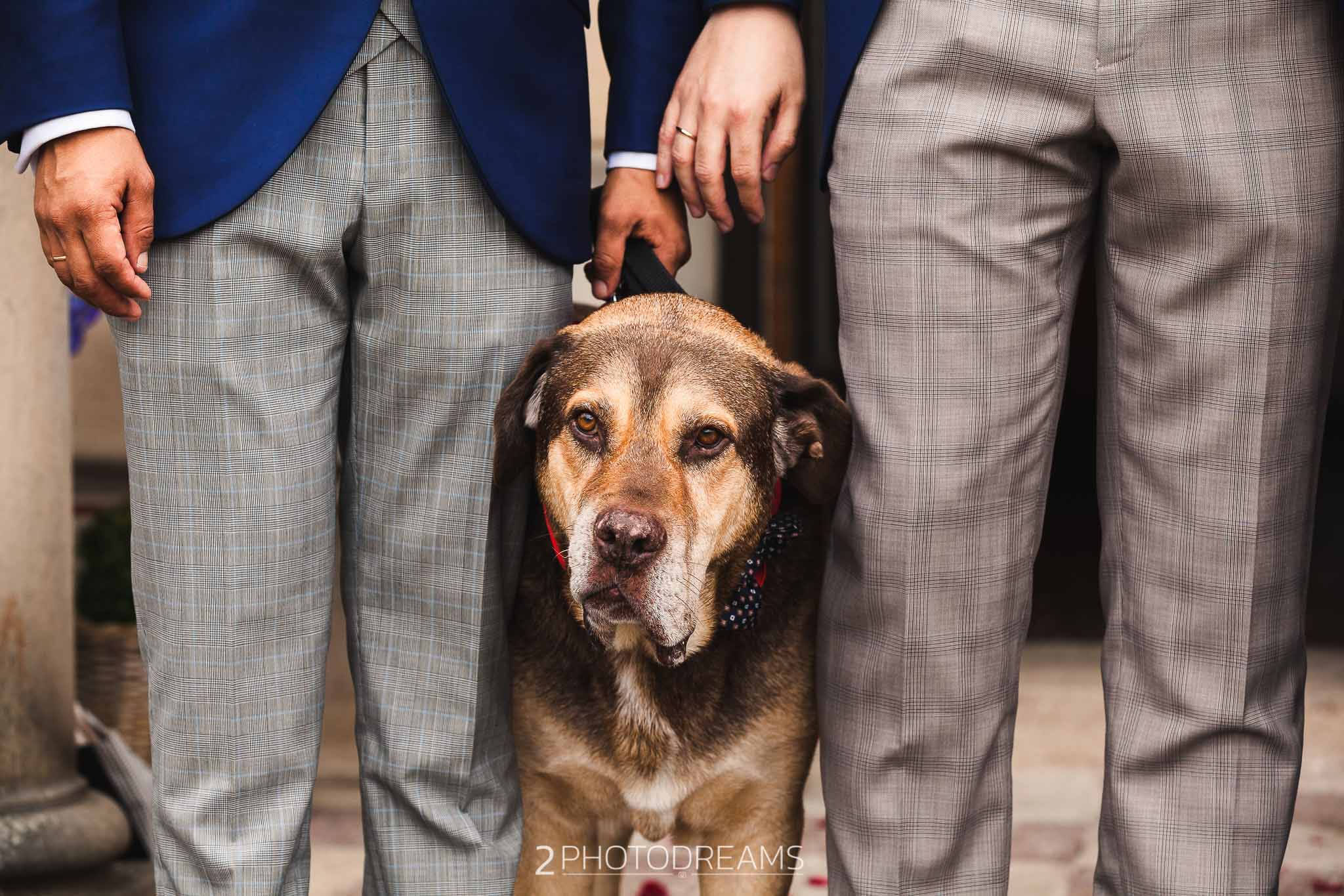 Wedding photography dog photography
